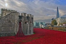 Tower of London poppy Blood Swept Lands and Seas of Red Photograph Print