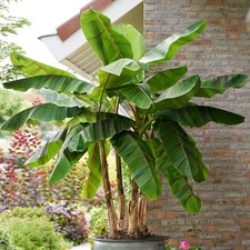 Musa 'Ever Red' Banana plant