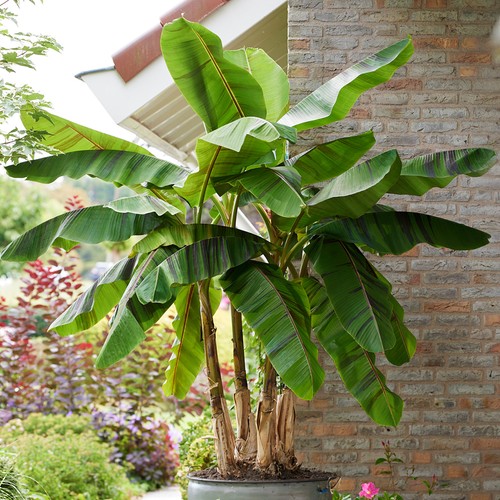 Musa ever red banana plant - musa, 'ever