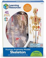 Skeleton Anatomy Model - Build