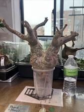 Cyphostemma Betiforme Double