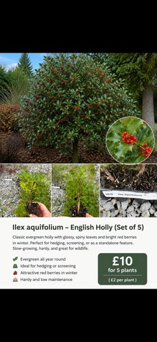 English holly ilex - 5, x