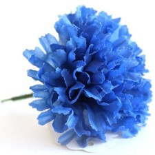 CARNATION PICKS FUNERAL