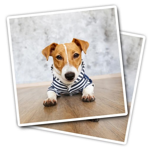 Vinyl stickers jack russell - vinyl,