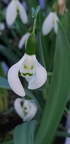 Galanthus moses basket - moses,