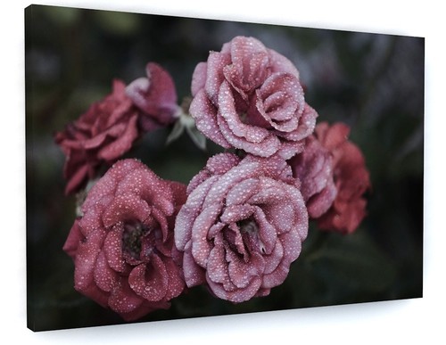 Stunning pink rain - rain, rose