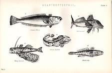 1880 PRINT ~ ACANTHOPTERYGII SURINAM TOAD FISH BLACK GOBY RED GURNARD WEEVER ETC