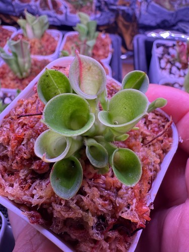 Heliamphora minor carnivorous - heliamphora,