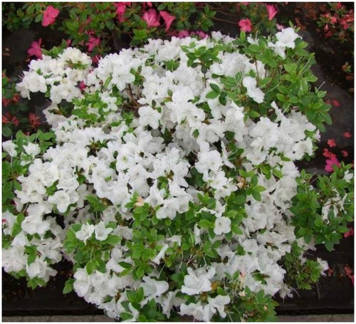 Dwarf japanese azalea - [x2],