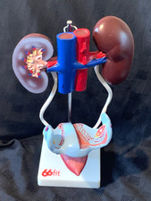 Female Urogenital System