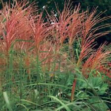 Miscanthus sinensis Purpurascens - Japanese Silver Grass - Plant in 1.5 L Pot