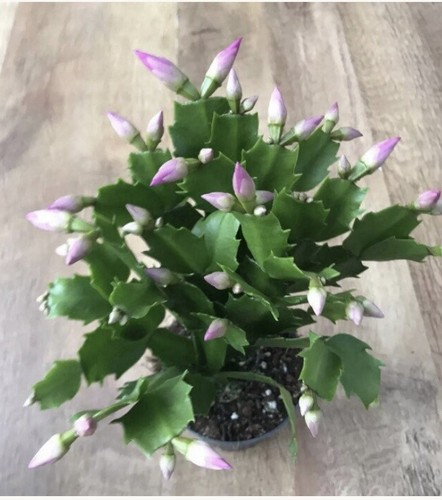 Christmas cactus pink - cactus,