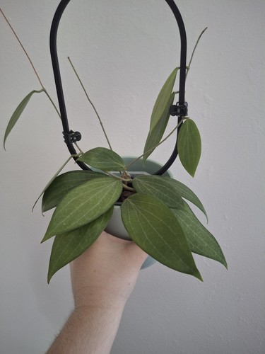 Hoya merrillii fresh - |,