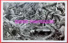 REDWOOD HIGHWAY, CALIF ~FAIRY DELL BIG TREE PARK ~ REAL PHOTO postcard~1940s 