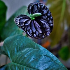 Houseplant anthurium black - anthurium,