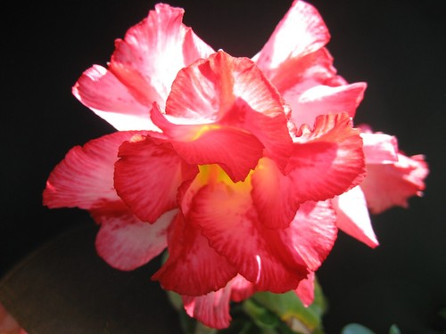 Adenium obesum excellent - adenium, 'excellent