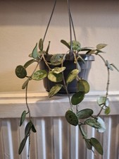 Hoya Mathilde Splash Plant