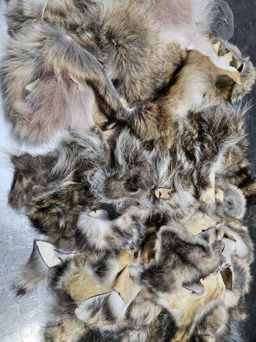 Lbs fur scrap raccoon - of,