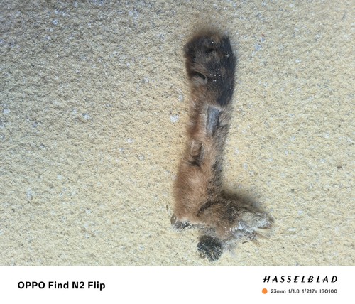 Taxidermy fox foot - foot, natural