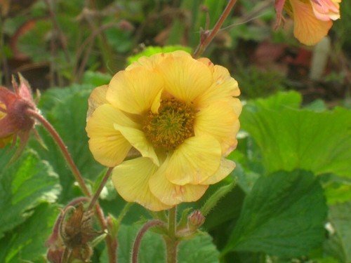Geum lisanne 9cm - geum,
