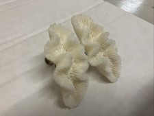 Vintage Pair Of White Natural