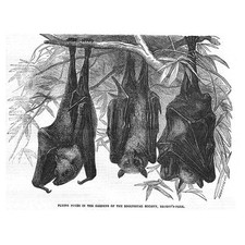 FLYING FOX at Regents Park Zoo, Bats - Antique Print 1856