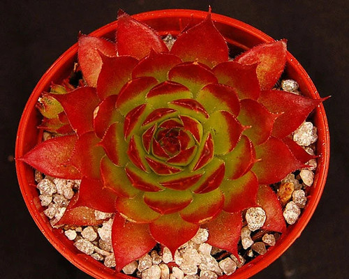 Sempervivum leclare - sempervivum, no.4'