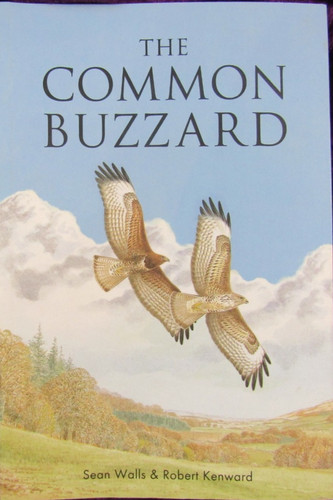 The common buzzard - common, buzzard.