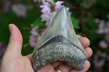 STUNNING MEGALODON TOOTH 4.6" GREAT SERRATIONS amazing quallity tooth DC3