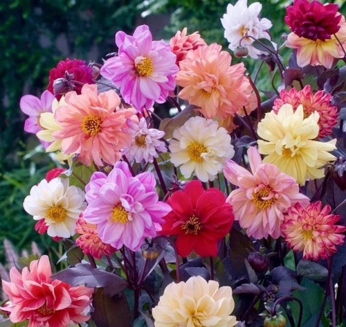 Dahlia diablo mixed - mixed, plants
