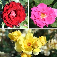 Climbing Rose Collection, 3 x
