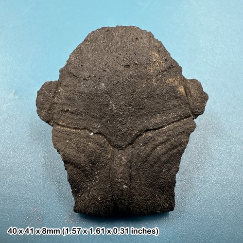 Large turtle nuchal scutes