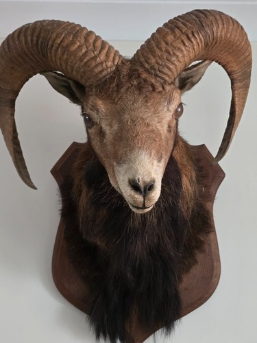 Chameau mouflon taxidermy - mouflon,