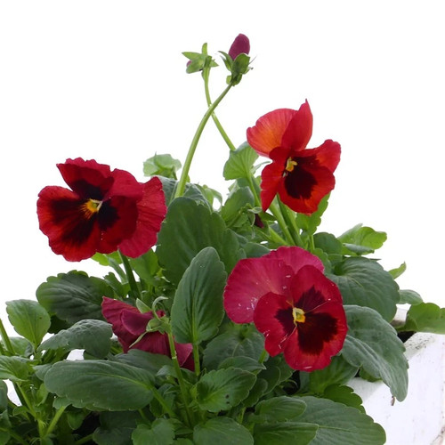 Pansy red boxed - pansy, bedding