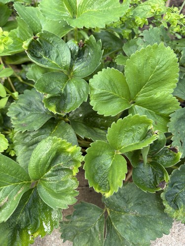 Strawberry plants ready - x,