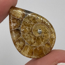 Polished teardrop ammonite - teardrop,