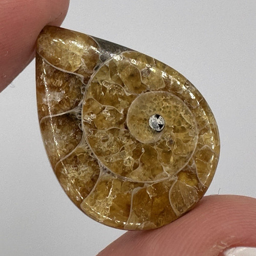 Polished teardrop ammonite - polished,