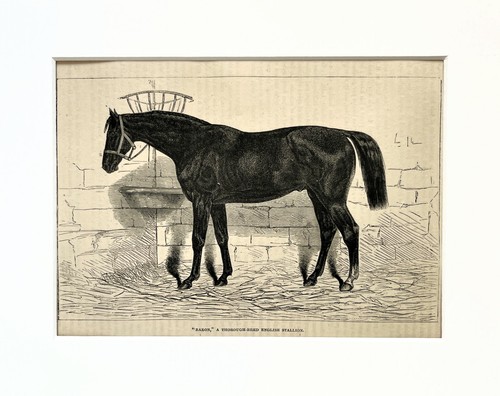 Racehorse stallion horse - stallion,,