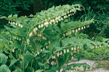 Polygonatum hybridum in a 9cm