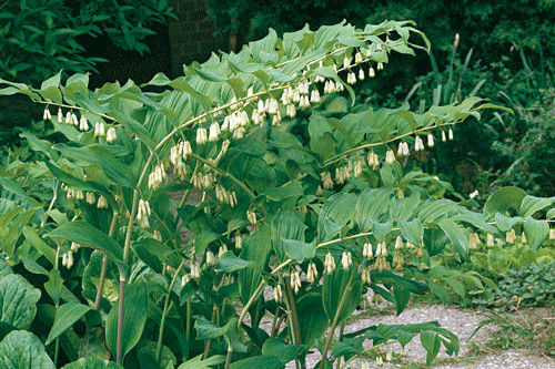 Polygonatum hybridum 9cm - polygonatum,