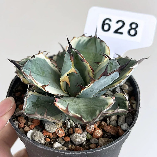 1pcs 10cm seedgrowth - 1pcs, 9-10cm