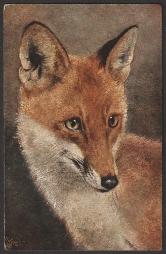 Fox postcard - fox,