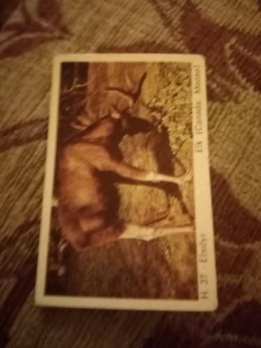 Ptfolder trade card - trade,