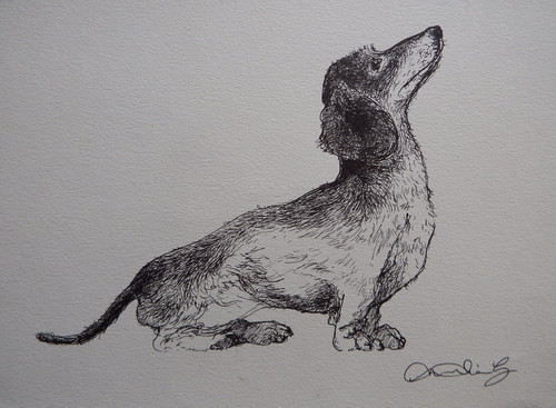 Ink drawing dachshund - dachshund, dog