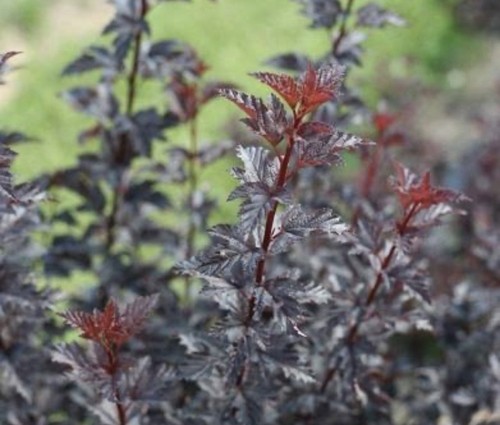 Physocarpus summer wine red - wine,