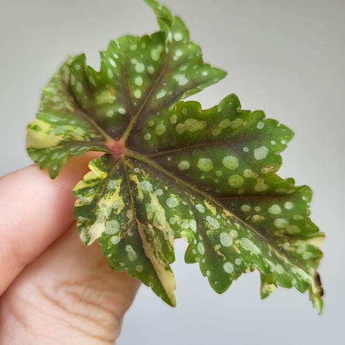 Rare begonia izumo - rare,