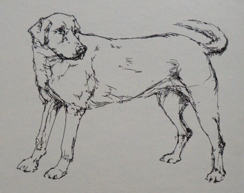 Ink drawing labrador dog - labrador,