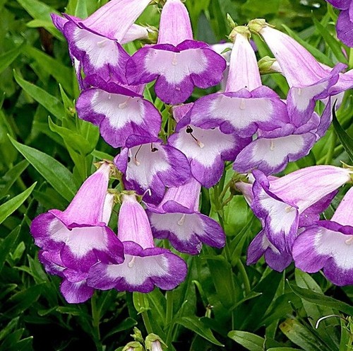 Penstemon czar 9cm pot - czar, ex