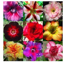 Adenium obesum Mixed Colours -