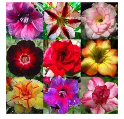 Adenium obesum mixed colours - adenium,